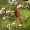 Zen Puzzles: Summer Cardinal