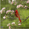 Zen Puzzles: Summer Cardinal