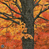 Zen Puzzles: New England Maple Tree