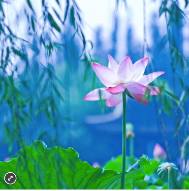 Zen Puzzles: Waterlily