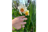 Butterfly: Sterling Silver Ring Size 4.5-7.5