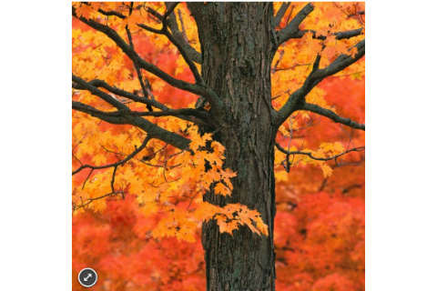 Zen Puzzles: New England Maple Tree
