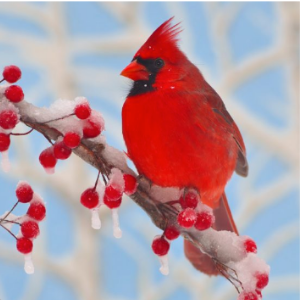 Zen Puzzles: Winter Cardinal