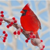 Zen Puzzles: Winter Cardinal